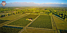 VDV Vineyards